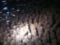 2010珊瑚の産卵