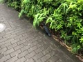 カラス カラス